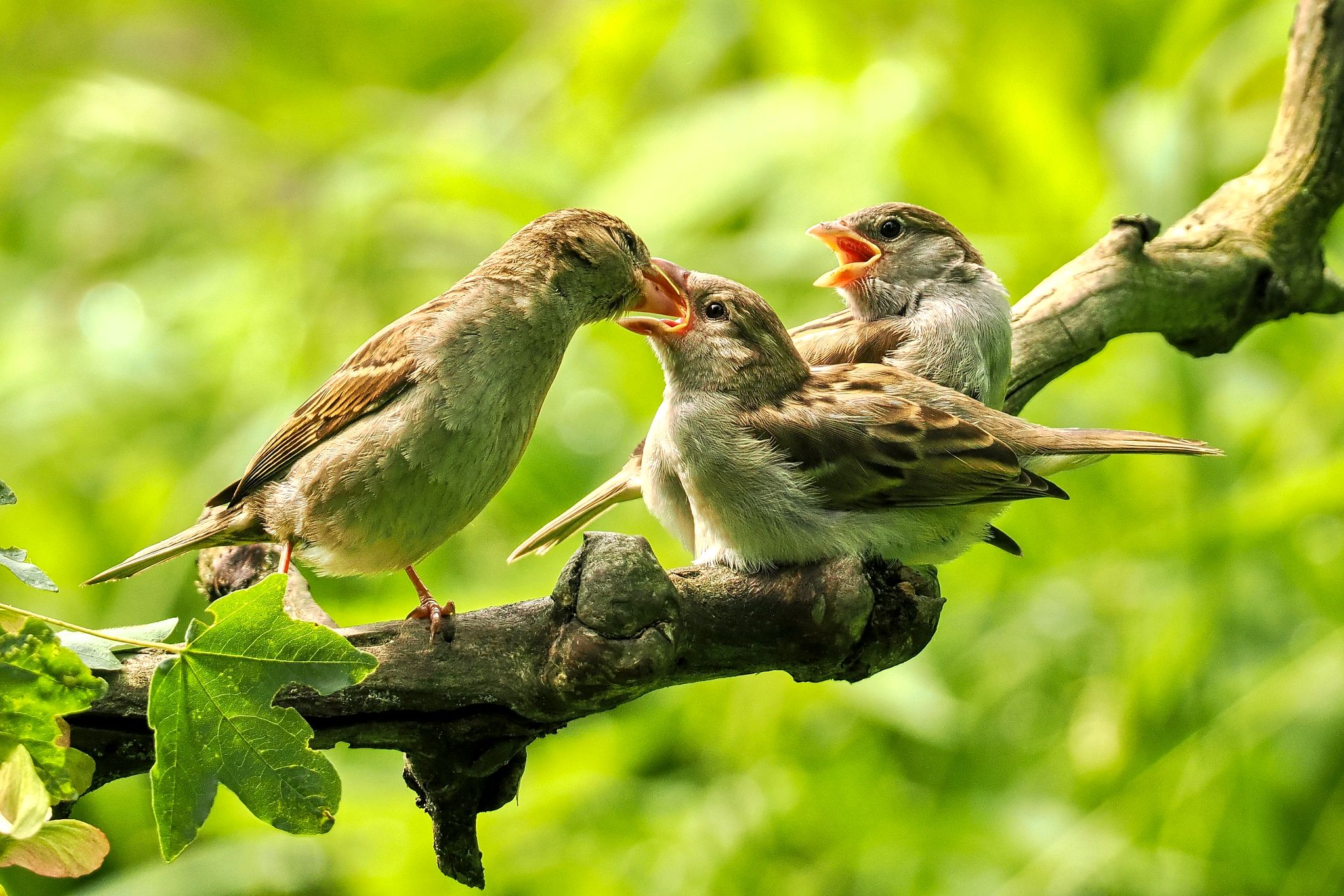 Mother and babys Sparrow